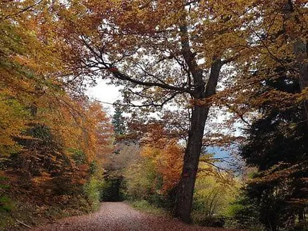 Le Saint Barnabe & - Near Guebwiller Hotel Buhl